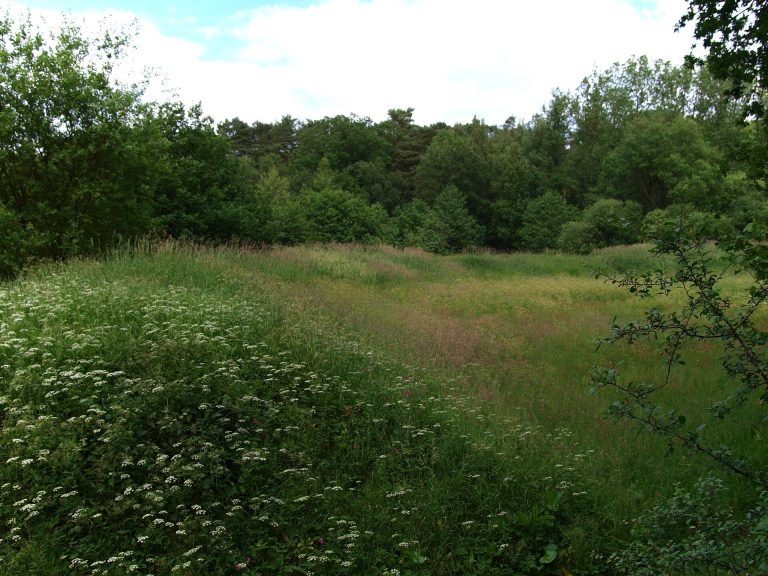 Burgwall Hollenstedt: A Ninth-Century Ringwork Fortification in Germany