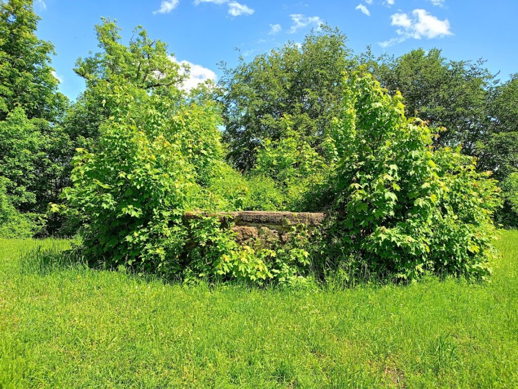 Nellenburg: An Early Medieval Hilltop Castle Ruin in Germany 2 Nellenburg