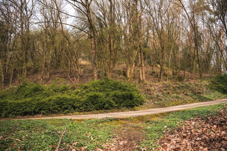 Castle Rheineck: A Medieval Burgraviate and Hilltop Castle in Germany