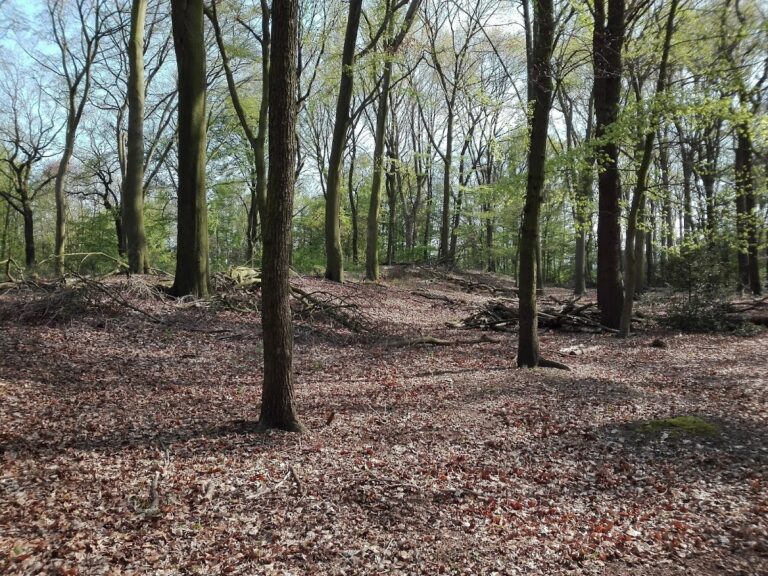 Bumannsburg: An Early Medieval Ringwork Fortification in Germany