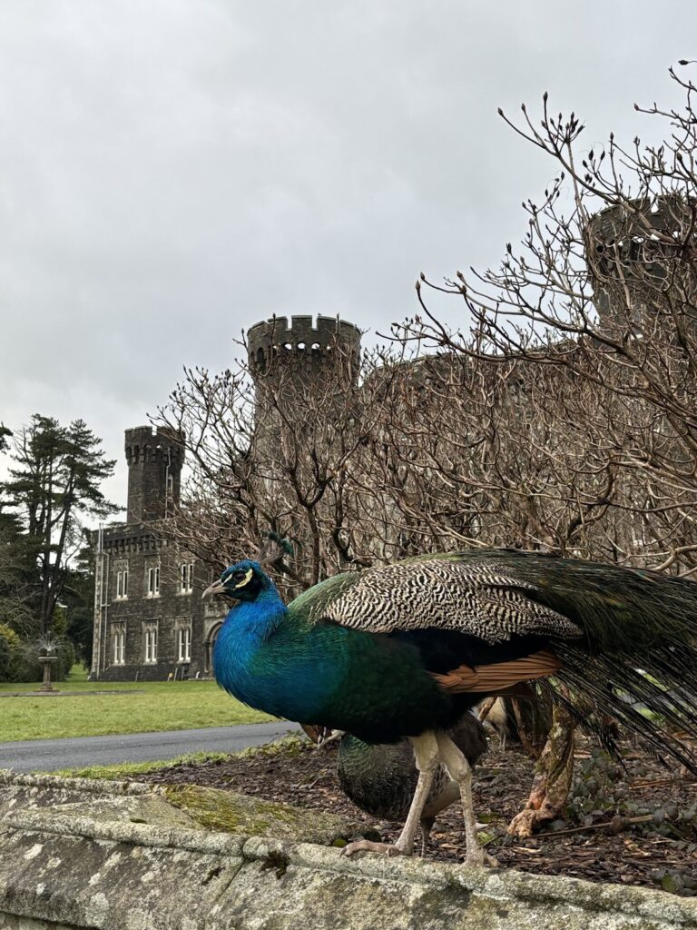 Johnstown Castle: A Gothic Revival Estate and Agricultural Heritage Centre in Ireland 2 Johnstown Castle