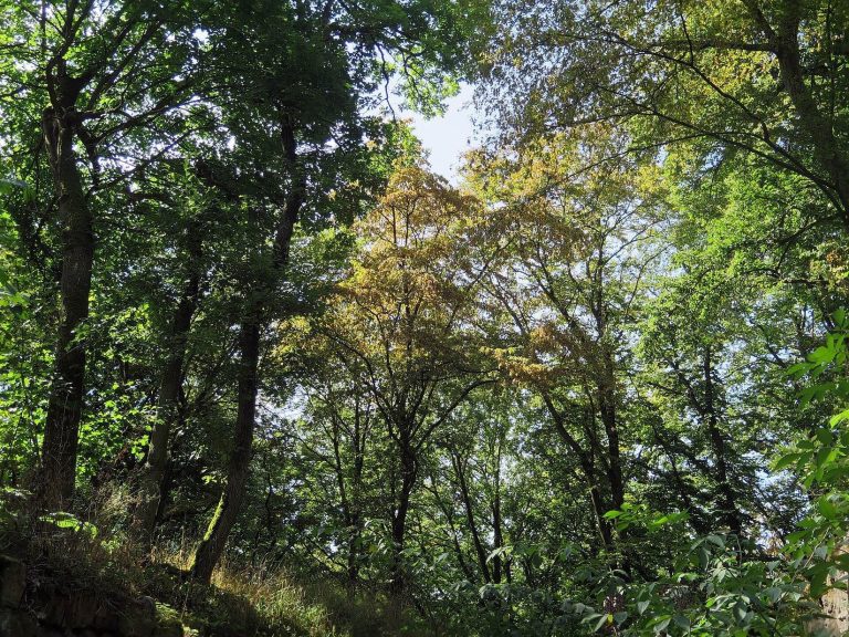 Ruine Wildberg: A High-Medieval Noble Castle in Germany