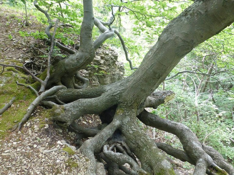 Alte Burg: An Abandoned Medieval Spur Castle in Germany