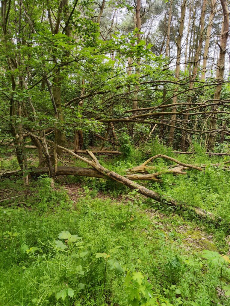 Castle Gresley: A Medieval Motte-and-Bailey Castle in Derbyshire 2 Castle Gresley