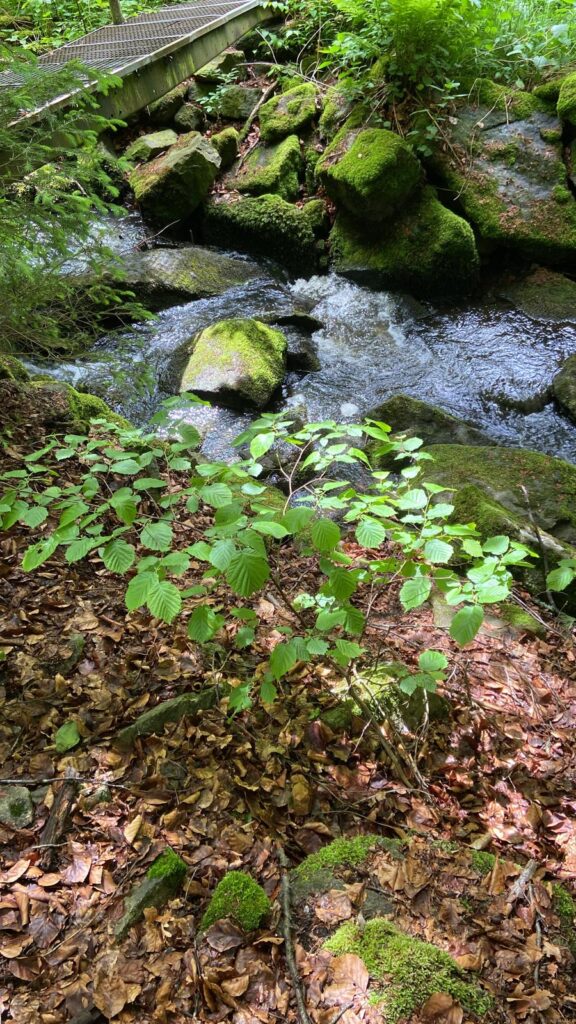 Motte Haidenschloss: A Medieval Castle Site near Gefrees, Germany 1 Motte Haidenschloss