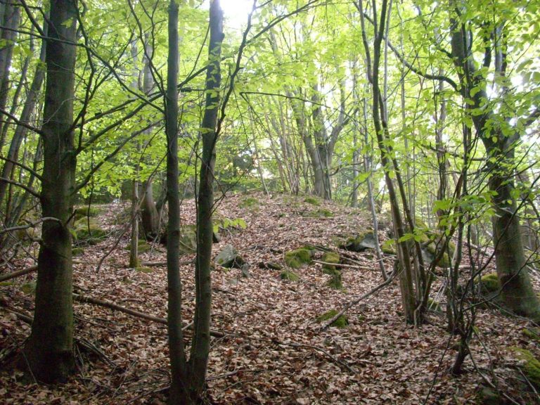 Motte Haidenschloss: A Medieval Castle Site near Gefrees, Germany