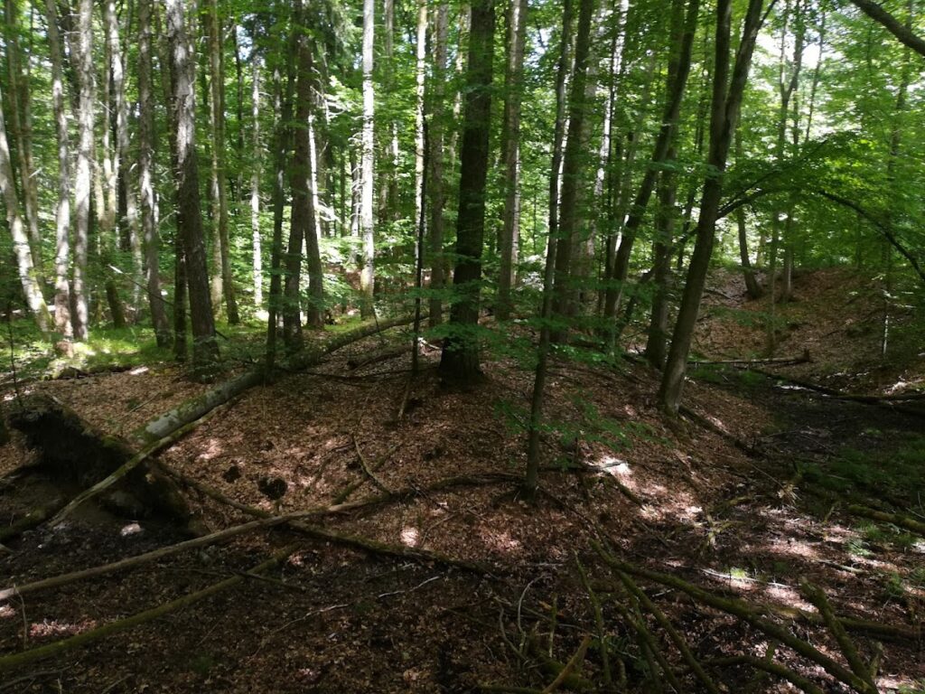 Röderburg: A Medieval Motte-and-Bailey Castle in Germany 1 Röderburg