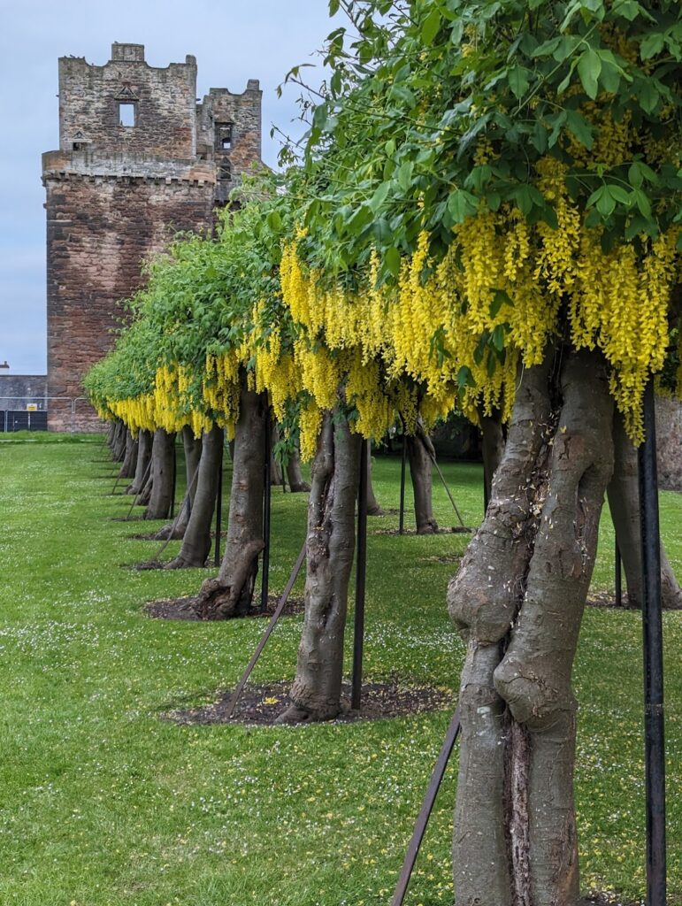 Preston Tower: A Fortified Hamilton Residence in Scotland 2 Preston Tower