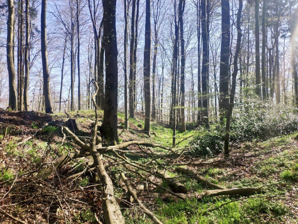 Burgen von Stöfs: Wagrian Hillforts in Germany 1 Burgen von Stöfs