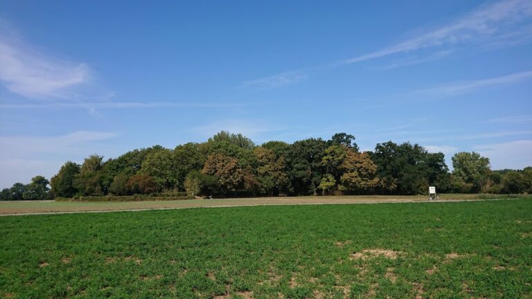 Weilerhügel: A Medieval Motte-and-Bailey Castle in Germany