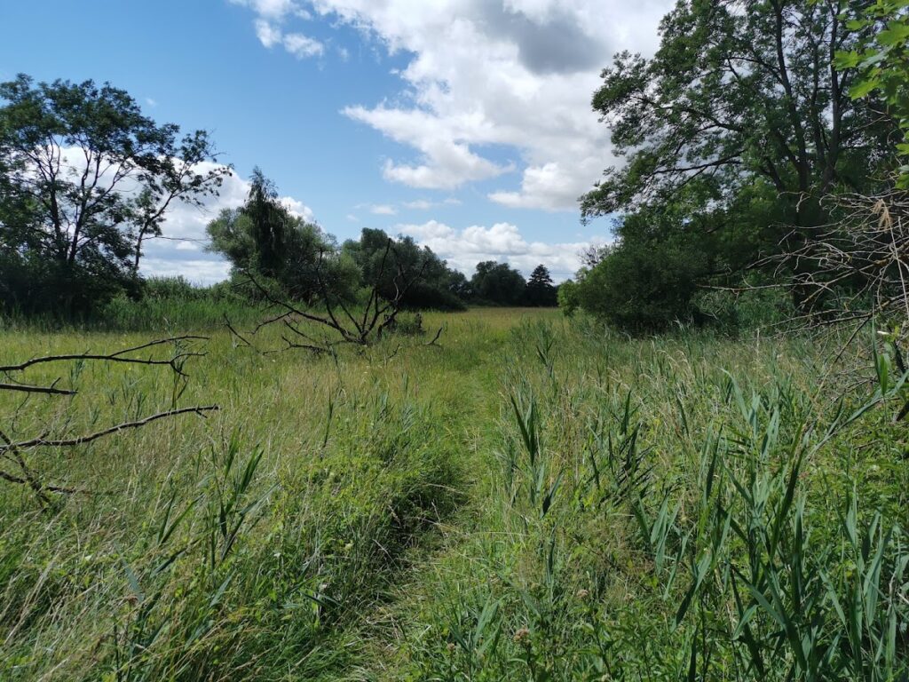 Burgwallinsel