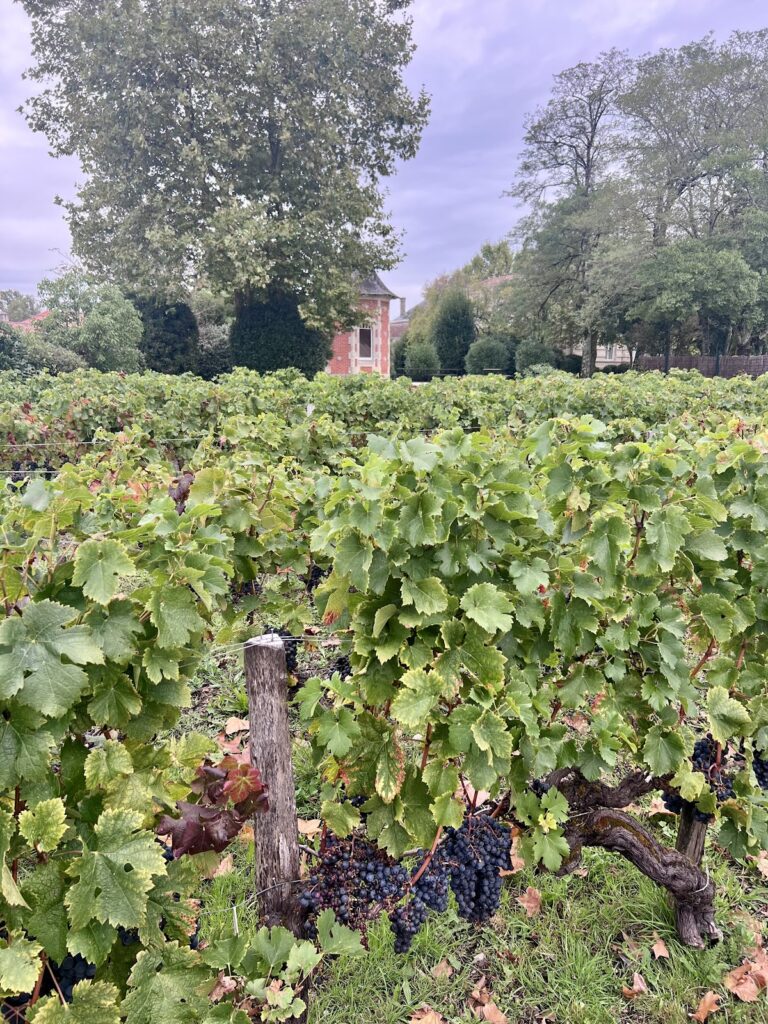 Château Marquis de Terme: A Classified Fourth Growth Wine Estate in Margaux 4 Château Marquis de Terme