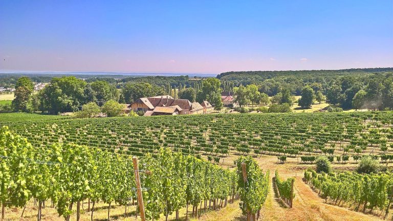 Château d’Ollwiller: A Historic Château and Wine Estate in France