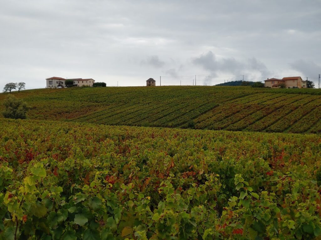 Château de Nervers: A Historic Château and Vineyard Estate 4 château de Nervers