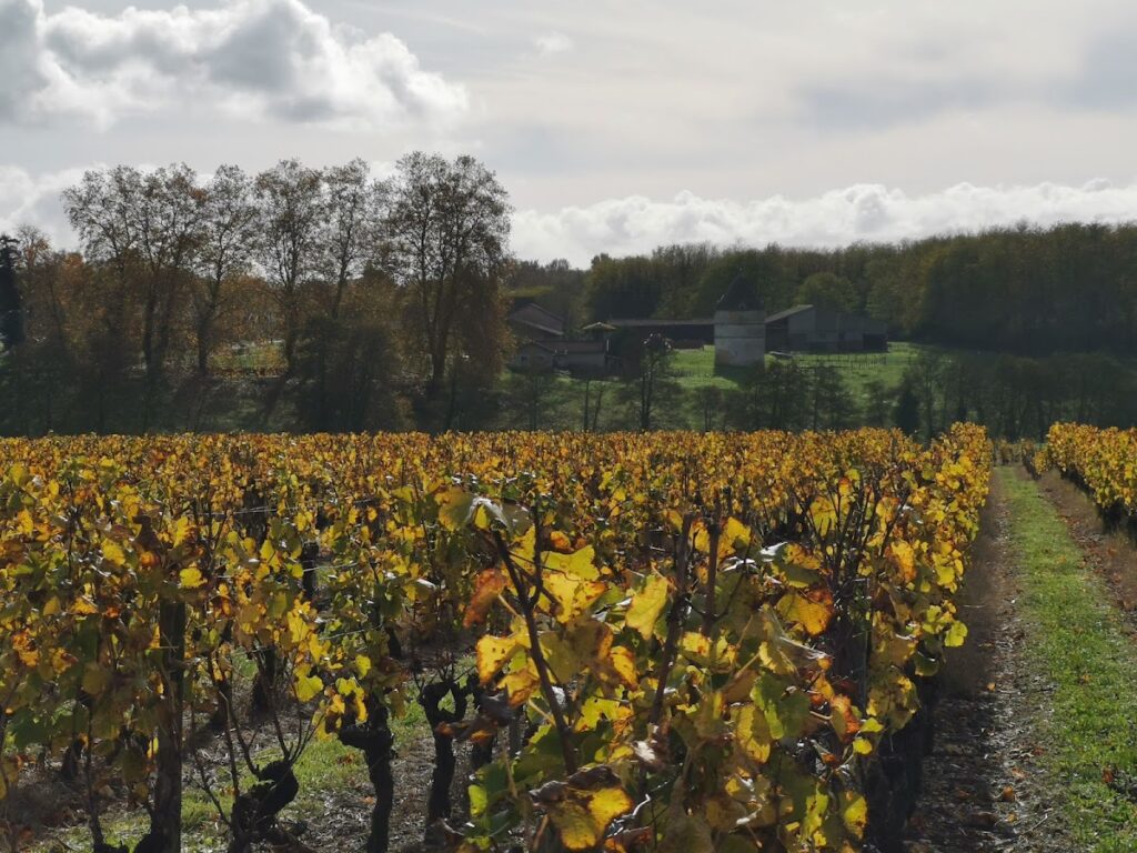 Château Filhot: A Classified Sauternes Winery in France 2 Château Filhot