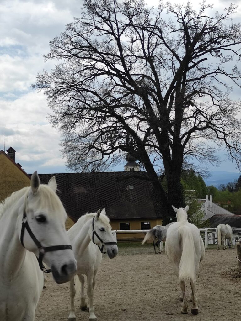 Piber Castle: A Baroque Ecclesiastical Estate and Lipizzaner Administration Center in Austria 4 Piber Castle