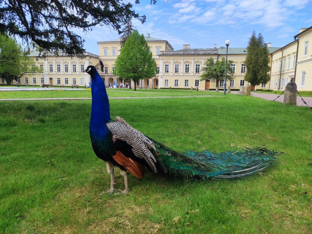 Czartoryski Palace: A Historic Magnate Residence and Cultural Center in Puławy 3 Czartoryski Palace