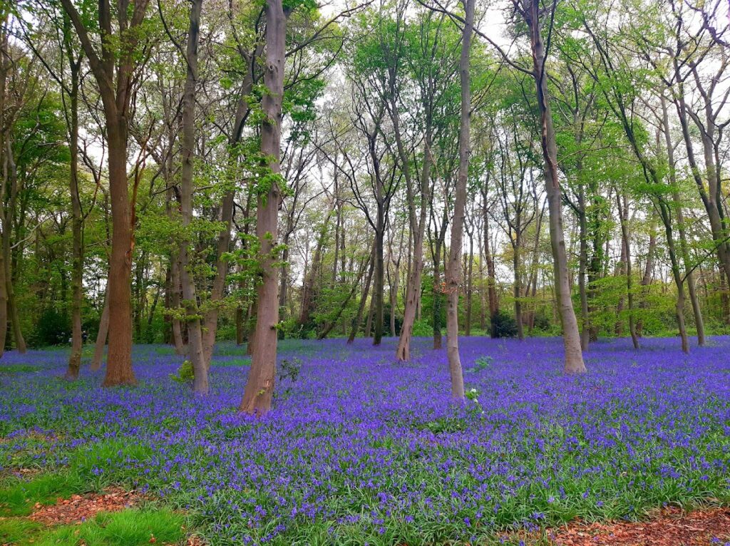 Wanstead Park: A Historic Landscape and Former Country Estate in the United Kingdom 1 Wanstead Park