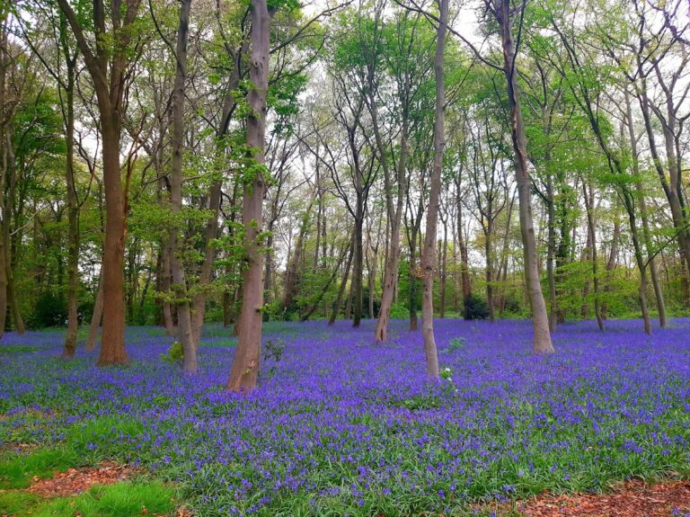 Wanstead Park: Historic Parkland and Former Estate near Ilford