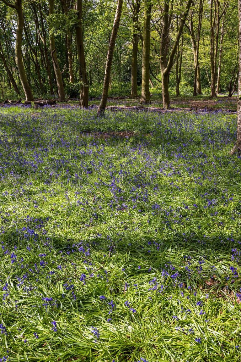 Wanstead Park: A Historic Landscape and Former Country Estate in the United Kingdom