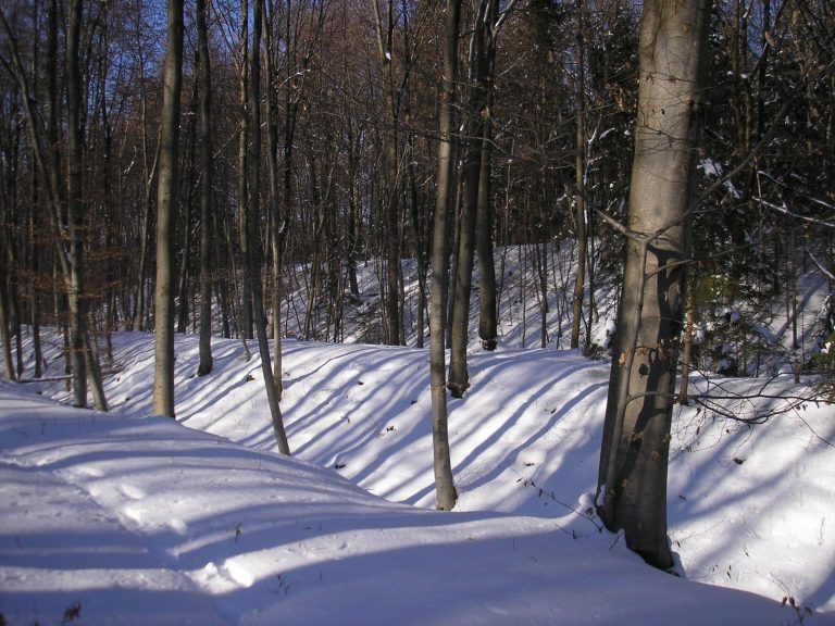 Birg (Hohenschäftlarn): An Ottonian Section Fortification in Germany
