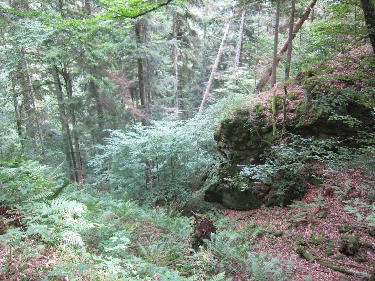 Reichenstein Castle: A Ruined Medieval Fortress near Riquewihr, France