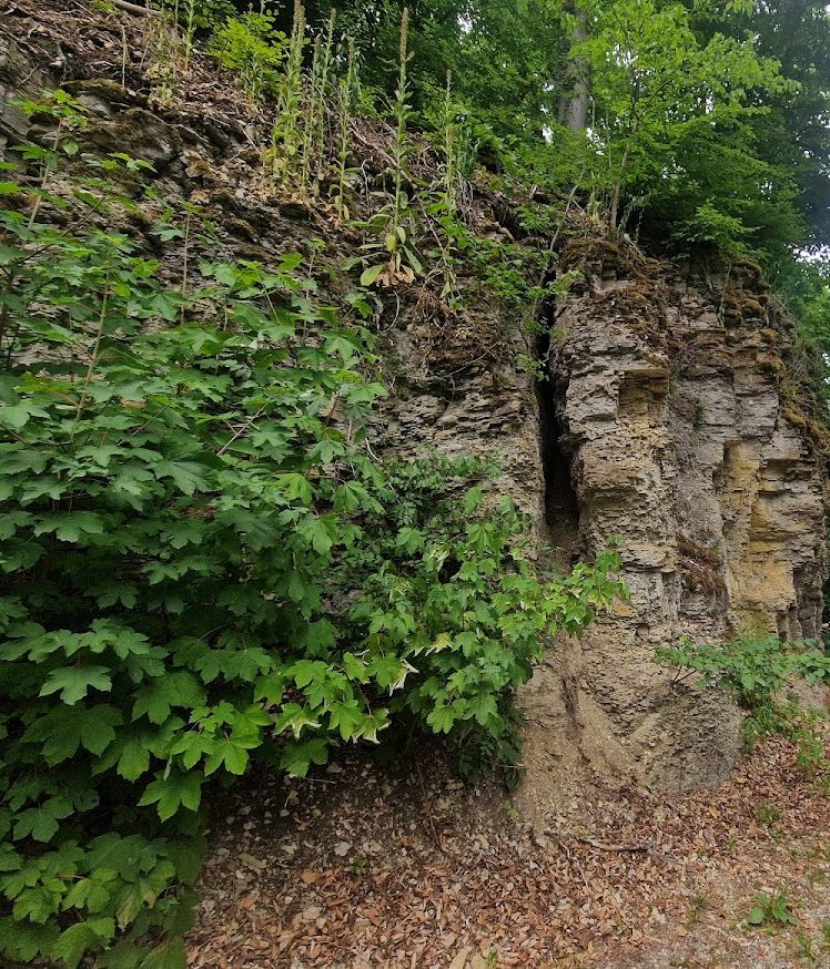 Brunsburg: An Early- and High-Medieval Fortified Site in Germany 1 Brunsburg