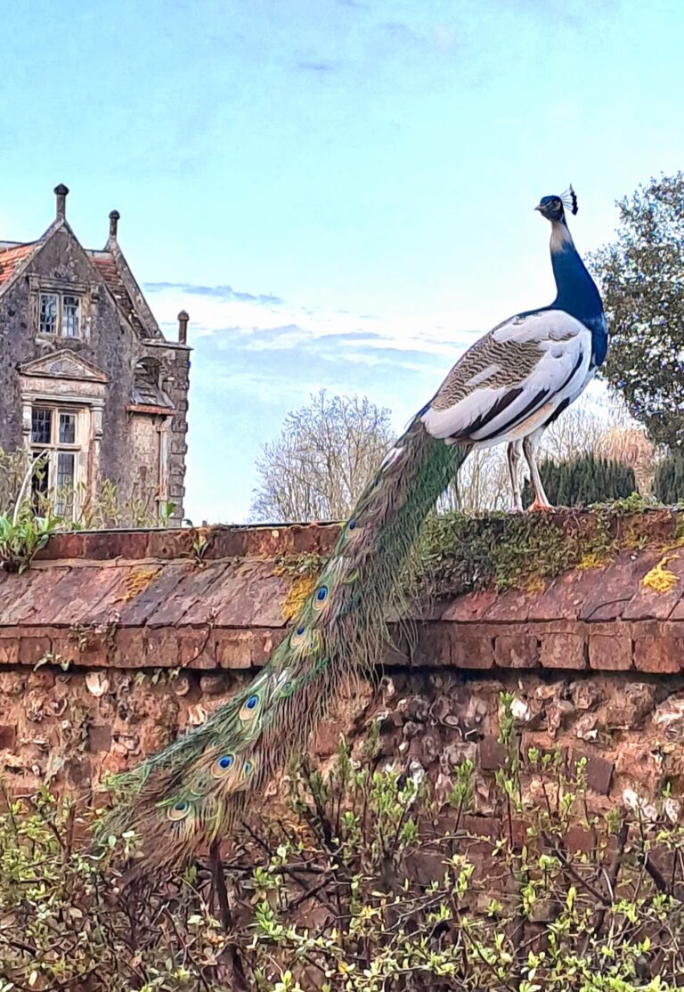 Waterston Manor: A Historic Country House in Puddletown, Dorset
