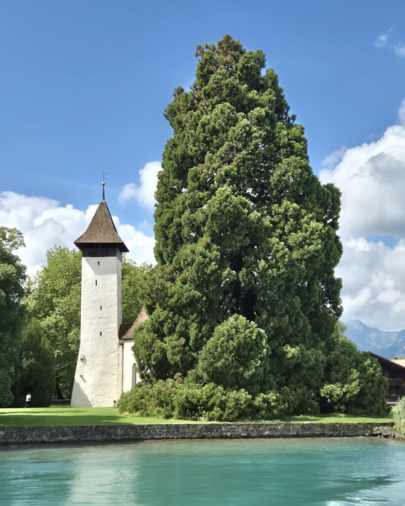 Scherzligen Reformed Church: A Historic Religious Building in Thun, Switzerland 2 Scherzligen Reformed Church