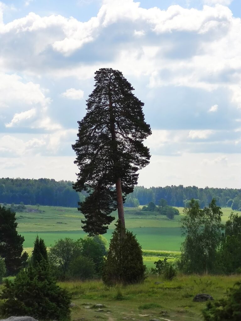 Håga kurgan: A Nordic Bronze Age Burial Mound in Sweden 2 Håga kurgan