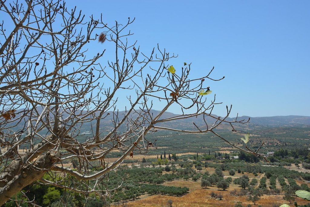 Phaistos: A Minoan Palace and Ancient City in Greece 4 Phaistos