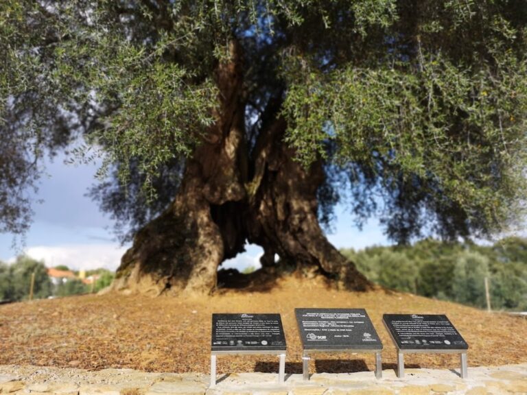 Oliveira do Mouchão: An Ancient Olive Tree in Portugal