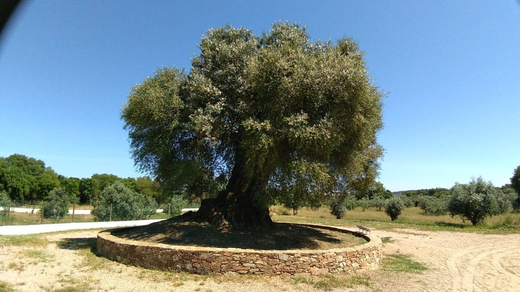 Oliveira do Mouchão: An Ancient Olive Tree in Portugal 1 Oliveira do Mouchão