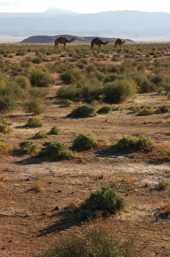 Ulug Depe: An Ancient Bronze Age Settlement in Turkmenistan 1 Ulug Depe