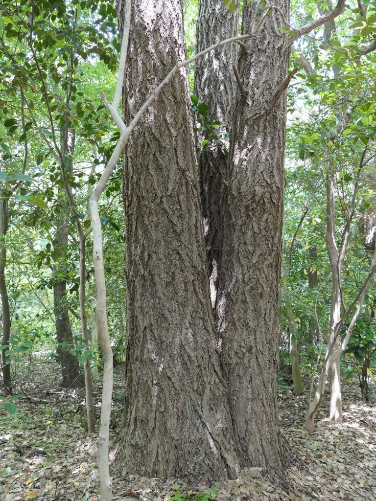 Atsuta Jingū