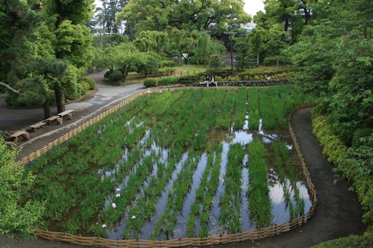 Odawara Castle: A Japanese Hill-and-Plain Fortress in Kanagawa