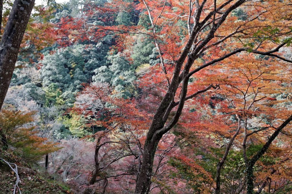 Jingo-ji Temple: A Shingon Buddhist Head Temple in Kyoto 4 Jingo-ji Temple