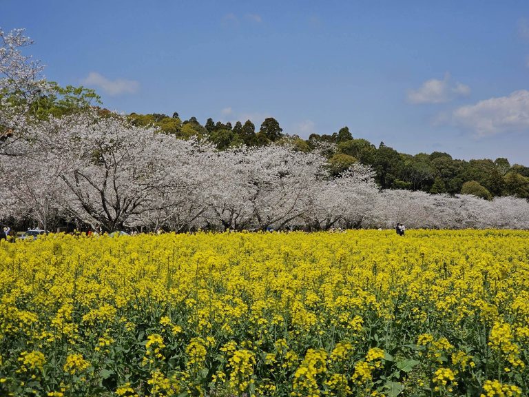 Saitobaru Kofun Cluster: A Major Japanese Burial-Mound Complex