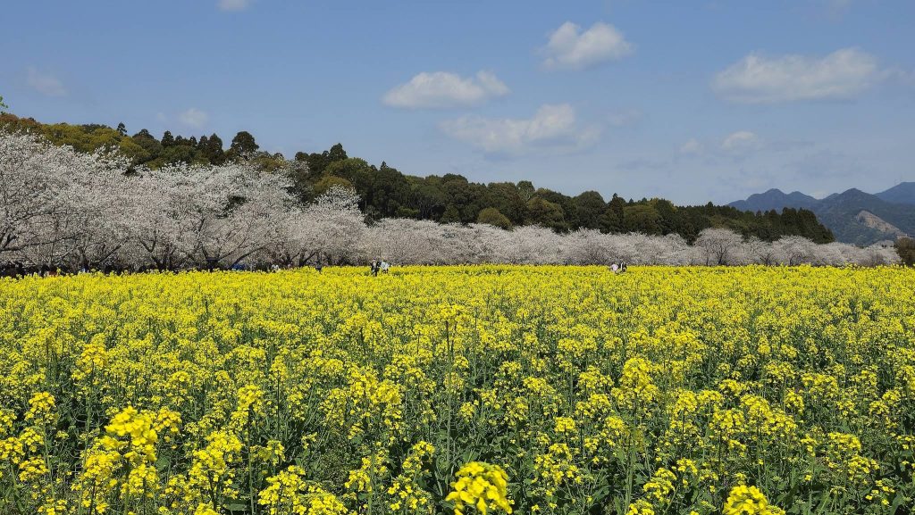 Saitobaru Kofun Cluster: A Major Japanese Burial-Mound Complex 2 Saitobaru Kofun Cluster