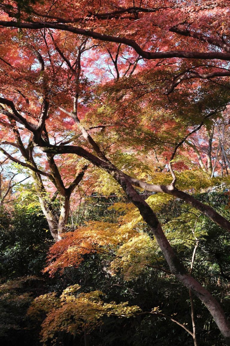 Sanzen-in Temple: A Tendai Monzeki Temple in Kyoto