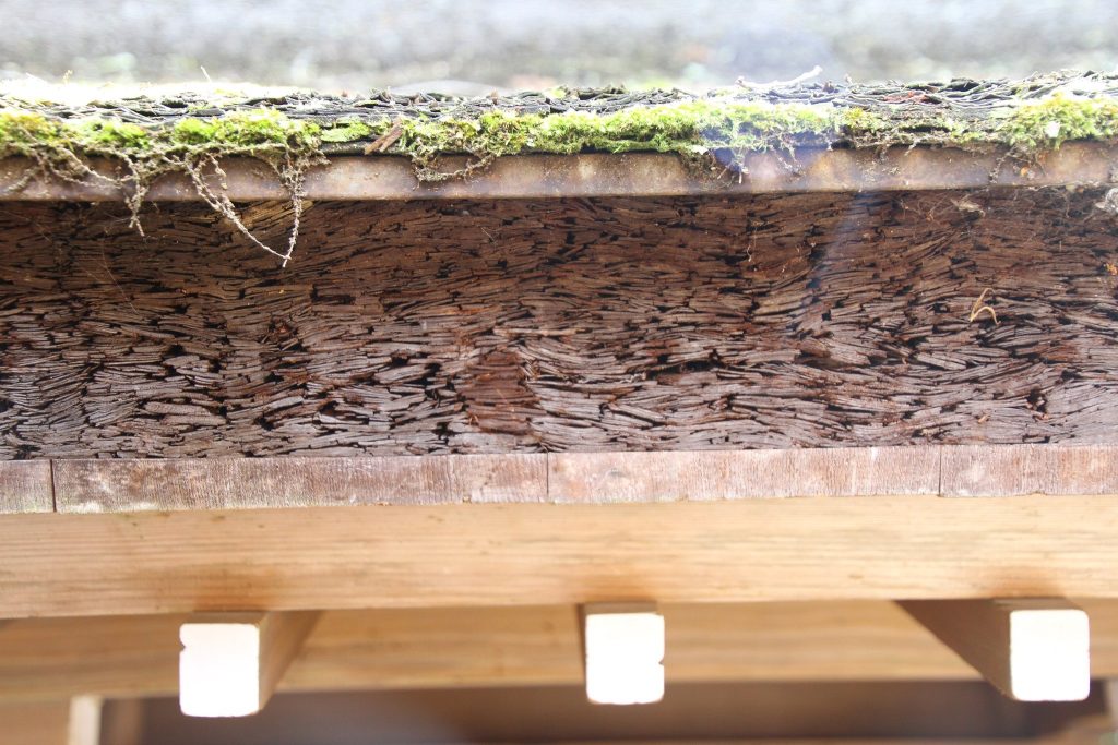 Kamigamo Shrine: A Historic Shinto Sanctuary in Kyoto 2 Kamigamo Shrine