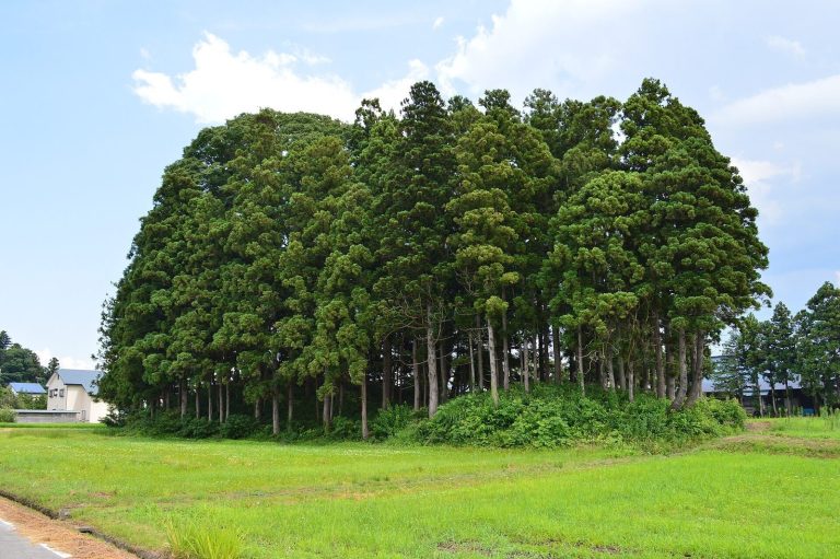 Kamegamori-Chinjumori Kofun: Kofun-Period Burial Mounds in Japan