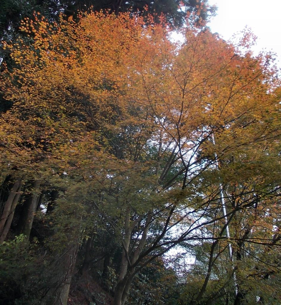 Hikosan Jingū: A Sacred Mountain Center and Shrine in Japan 5 Hikosan Jingū