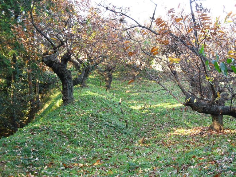 Nishikawa Castle: A Saigo Clan Branch Castle in Japan