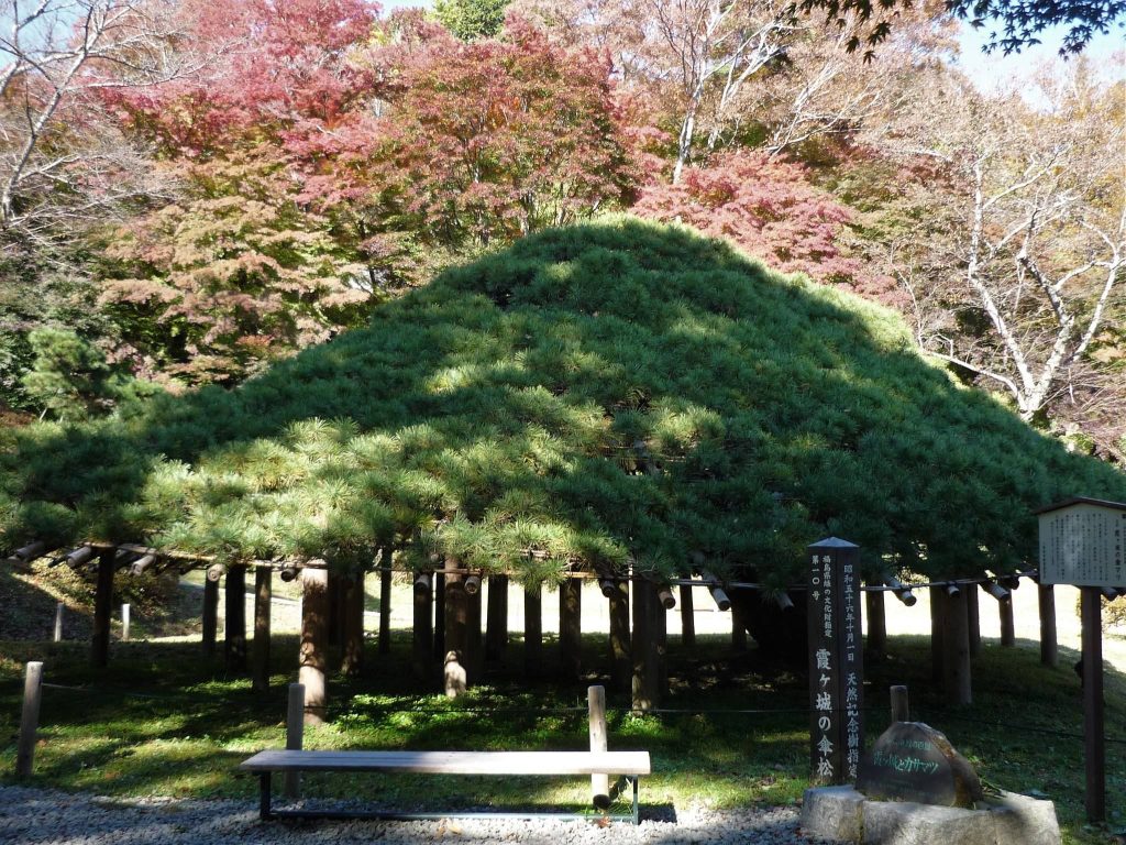 Nihonmatsu Castle: A Hilltop Castle and Domain Seat in Japan 4 Nihonmatsu Castle