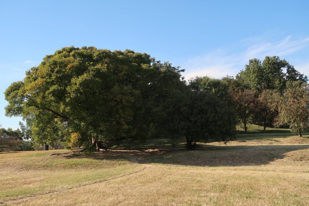 Tsudō-Shiroyama Kofun: An Early Keyhole-Shaped Burial Mound in Japan 3 Tsudō-Shiroyama Kofun