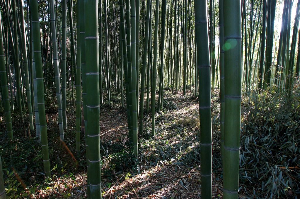 Rokuō-in Temple: An Independent Rinzai Zen Temple in Kyoto 4 Rokuō-in Temple