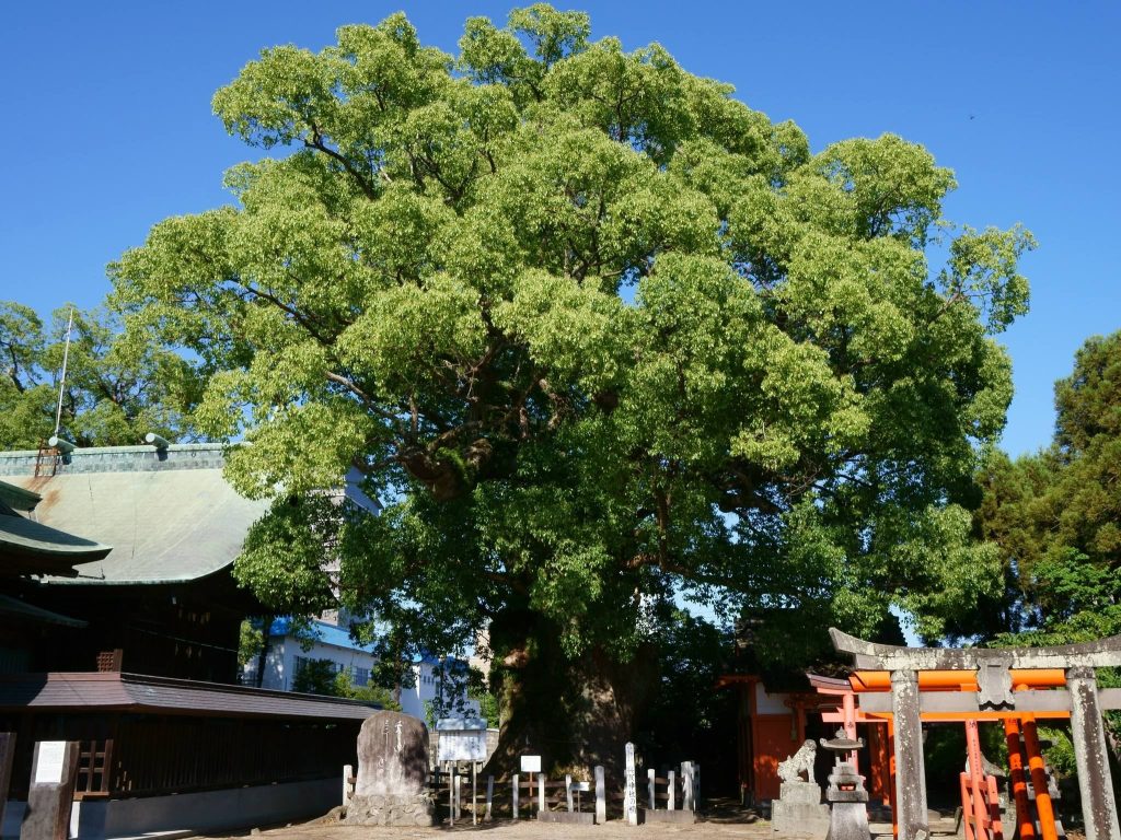 Yoka Shrine: A Historic Shinto Shrine in Saga, Japan 4 Yoka Shrine