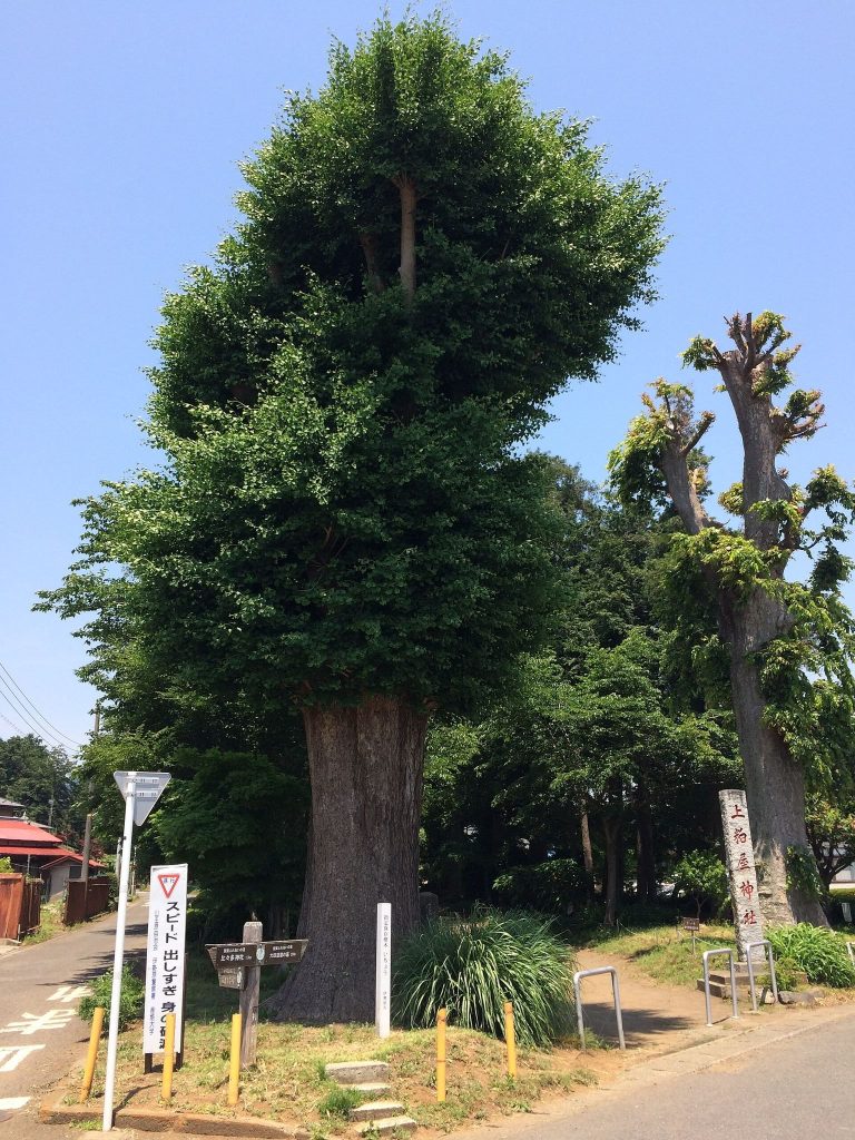 Kamikasuya Shrine: A Shinto Shrine in Isehara, Japan 4 Kamikasuya Shrine