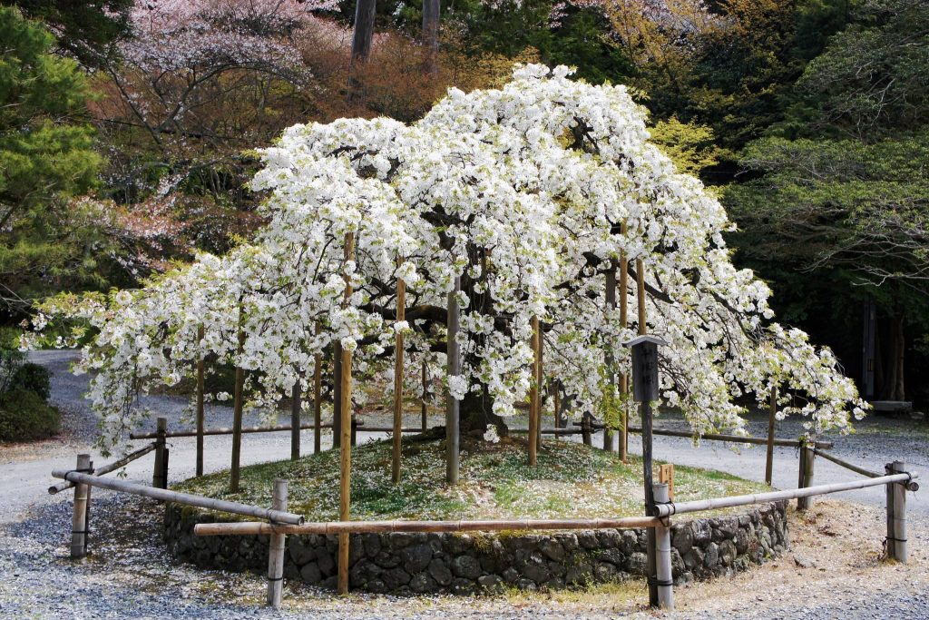 Ōharano Shrine: A Kasuga Branch Shrine in Kyoto 3 Ōharano Shrine